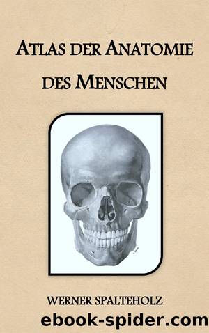 Atlas der Anatomie des Menschen by Werner Spalteholz