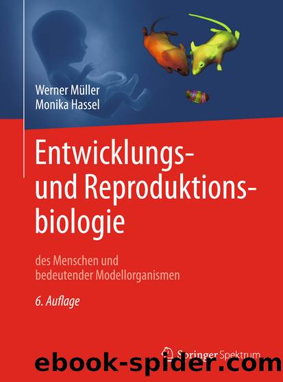 Entwicklungsbiologie und Reproduktionsbiologie des Menschen und bedeutender Modellorganismen by Werner A. Müller & Monika Hassel